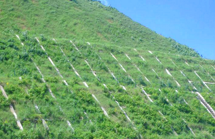 生態(tài)護坡技術(shù)的應(yīng)用案例